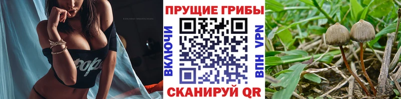 Купить где  Арзамас  Псилоцибиновые грибы мицелий 